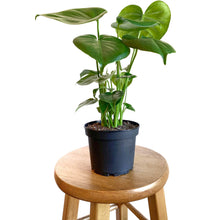 Load image into Gallery viewer, Monstera Deliciosa 6&quot;
