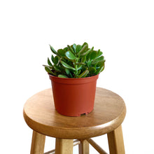Load image into Gallery viewer, Jade Plant 6&quot;
