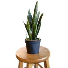 Load image into Gallery viewer, Snake Plant Black Coral 6&quot;
