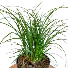 Load image into Gallery viewer, Ponytail Palm 6&quot;
