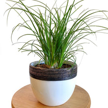 Load image into Gallery viewer, Ponytail Palm 6&quot;
