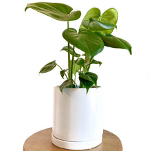 Load image into Gallery viewer, 6&quot; Matte Ceramic Plant Pot with Tray - White
