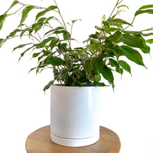 Load image into Gallery viewer, 6&quot; Matte Ceramic Plant Pot with Tray - White
