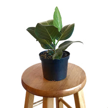 Load image into Gallery viewer, Ficus Audrey 6&quot;
