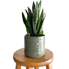 Load image into Gallery viewer, 6&quot; Patterned Dolomite Plant Pot - Saje Green

