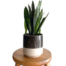 Load image into Gallery viewer, Snake Plant Black Coral 6&quot;
