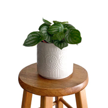 Load image into Gallery viewer, 6&quot; Patterned Dolomite Plant Pot - White
