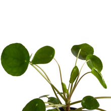 Load image into Gallery viewer, Pilea Peperomioides 4&quot;
