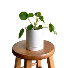 Load image into Gallery viewer, Pilea Peperomioides 4&quot;

