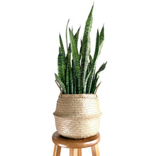 Load image into Gallery viewer, Snake Plant Black Coral 10”
