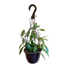Load image into Gallery viewer, Hoya Pubicalyx 6” Hanging Basket
